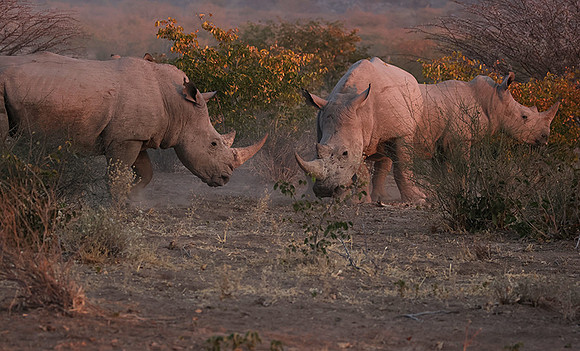 White rhinos  -  Ongava Private Reserve