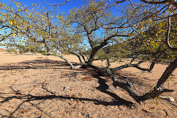 Damaraland