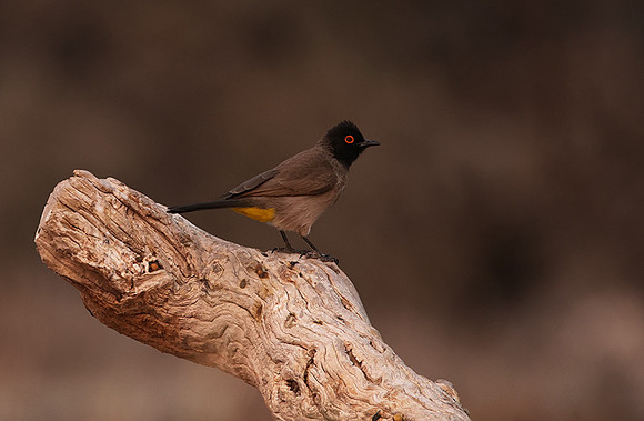 African red-eyed bulbul - Onguma Private Reserve
