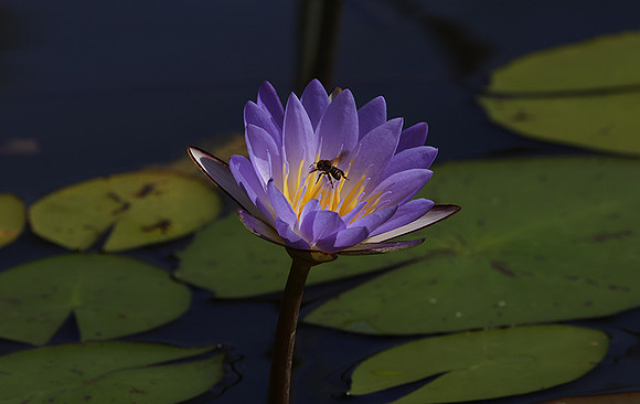 Lotus flowers - Botswana