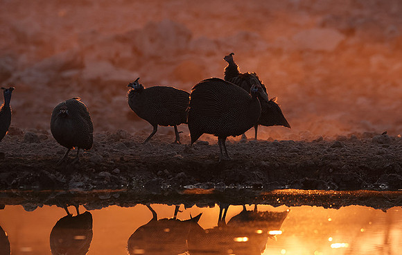 Helmeted guineafowl - Ongava Private Reserve