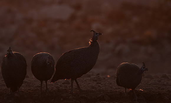 Helmeted guineafowl - Ongava Private Reserve