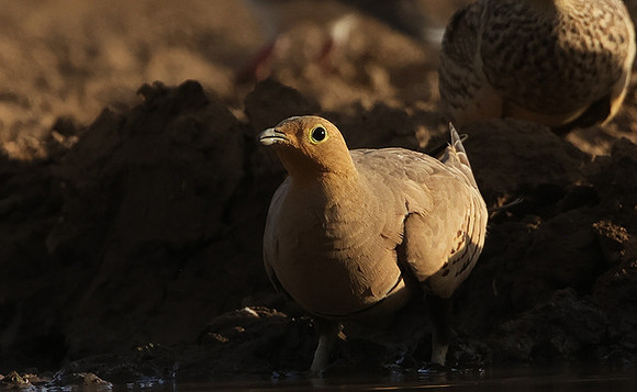 Chestnut-bellied sandgrouse - Shompole