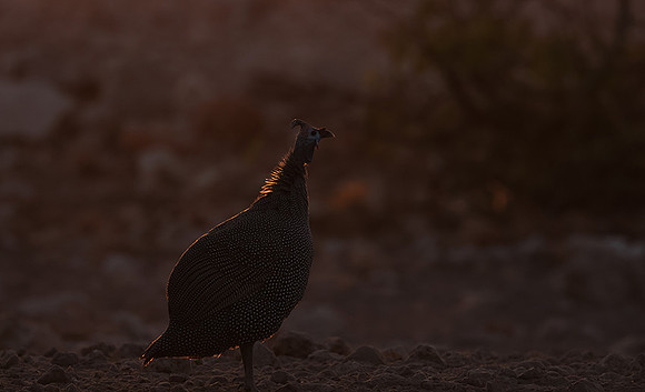 Helmeted guineafowl - Ongava Private Reserve