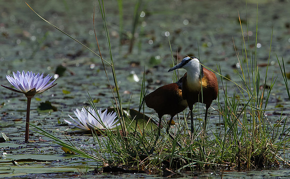 African jacana - Delta Of Okavango