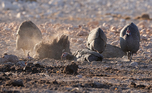 Helmeted guineafowl - Ongava Private Reserve