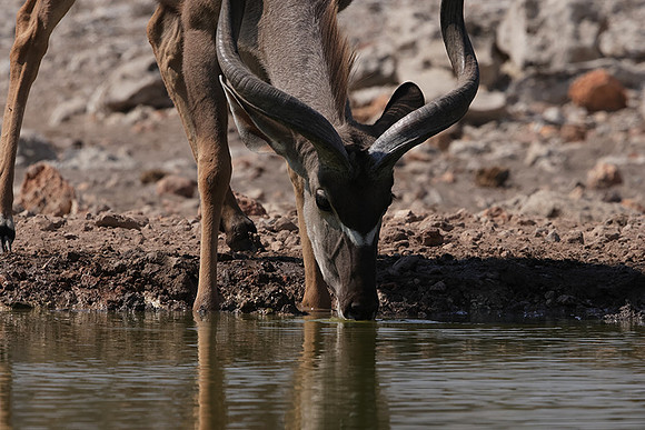 Onguma Private Reserve