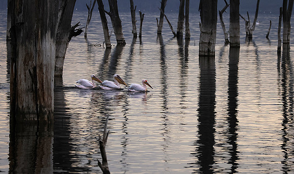 Lake Nakuru