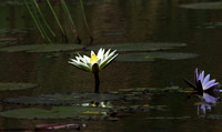 Lotus flowers - Botswana
