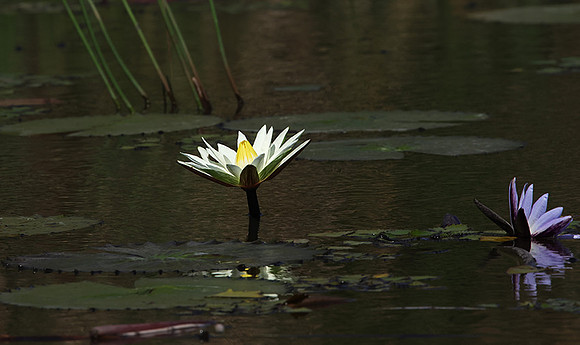 Lotus flowers - Botswana