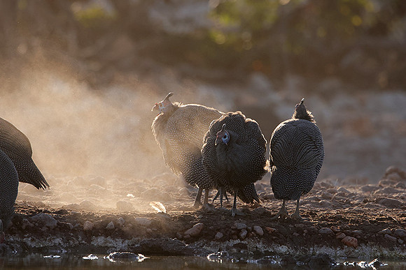 Helmeted guineafowl - Ongava Private Reserve