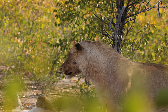 Ongava Private Reserve