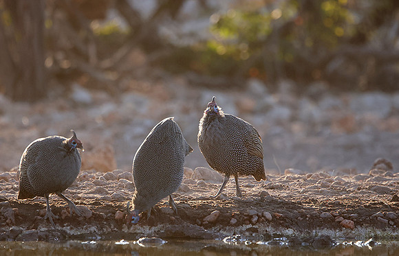 Helmeted guineafowl - Ongava Private Reserve
