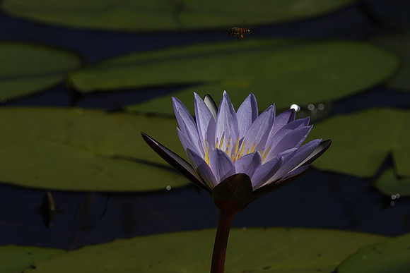Lotus flowers - Botswana