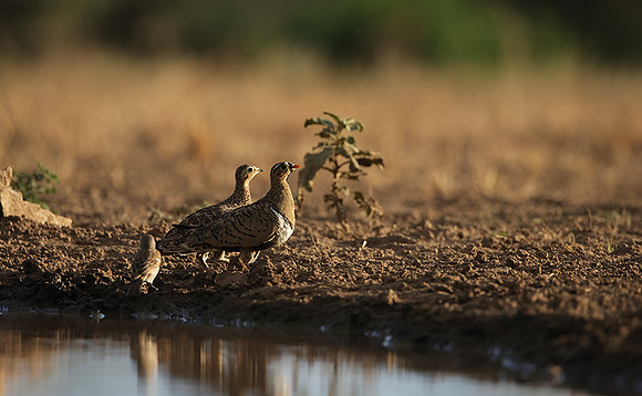 Black-faced sangrouses - Shompole