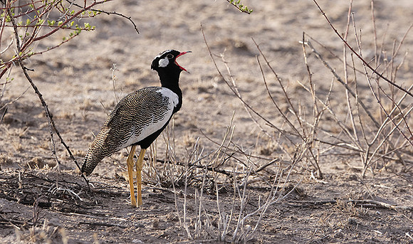 Northern black korhaan - Tau Pan