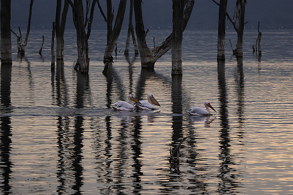 Lake Nakuru
