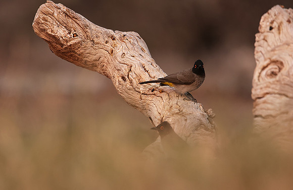 African red-eyed bulbul - Onguma Private Reserve