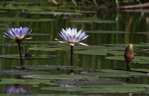 Lotus flowers - Botswana