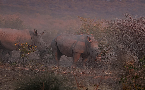 White rhinos  -  Ongava Private Reserve