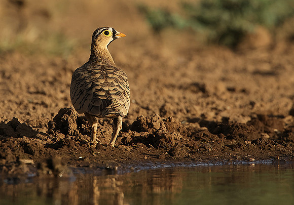 Black-faced sangrouses - Shompole
