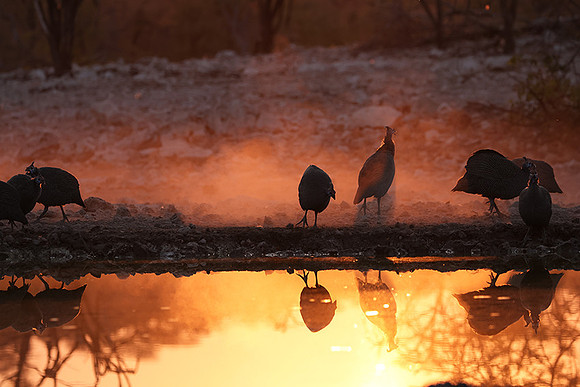 Helmeted guineafowl - Ongava Private Reserve