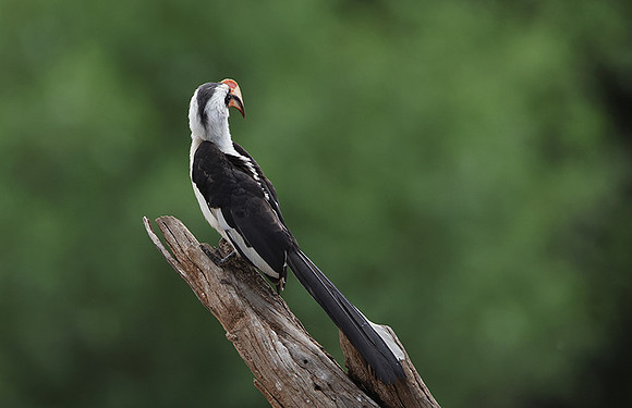 Von der Decken's hornbill