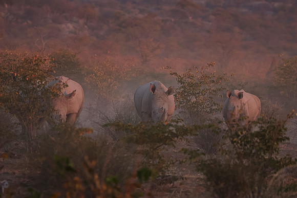 White rhinos  -  Ongava Private Reserve