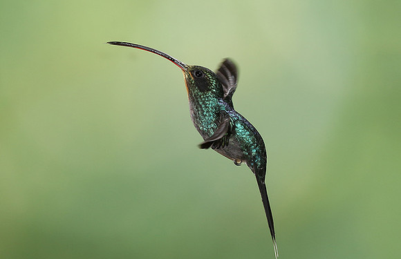 Green hermit