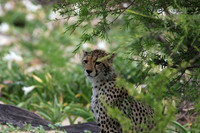Delta of Okavango