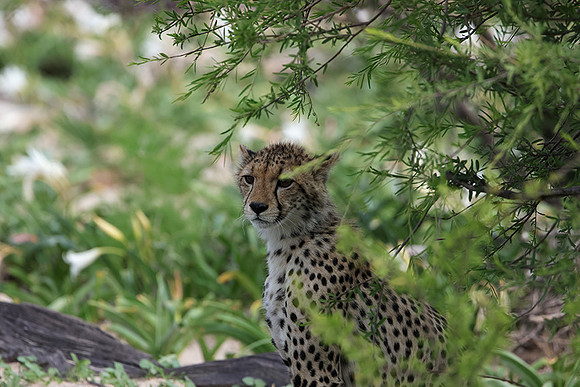 Delta of Okavango