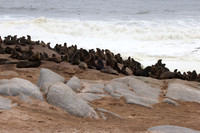 Cape fur seals - Skeleton coast