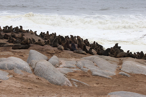 Cape fur seals - Skeleton coast