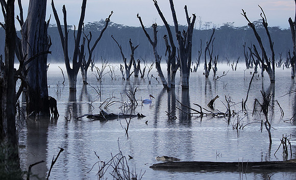 Lake Nakuru