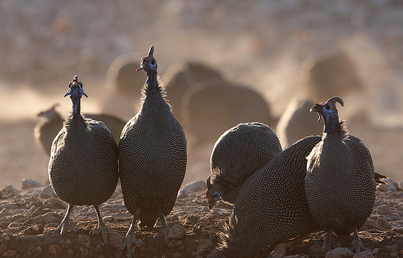 Helmeted guineafowl - Ongava Private Reserve