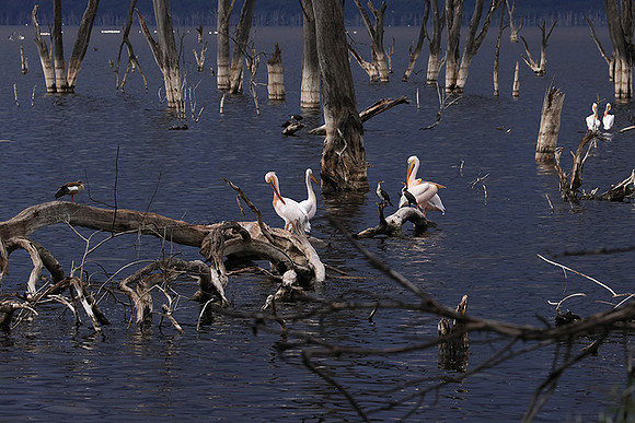 Lake Nakuru