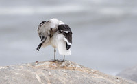 Kelp gull - Skeleton coast