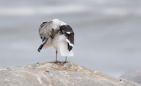 Kelp gull - Skeleton coast