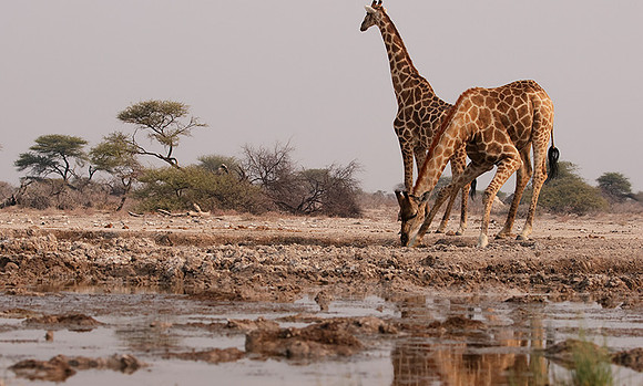 Onguma Private Reserve