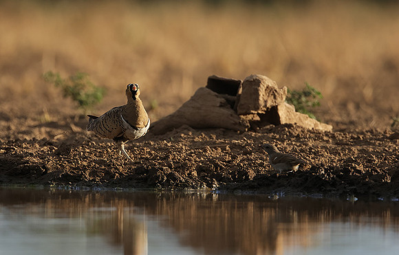 Black-faced sangrouses - Shompole