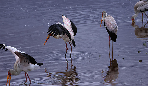 Yellow-billes storks - Lake Nakuru