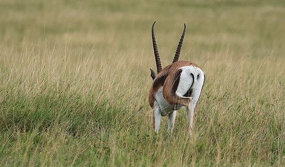 Borana