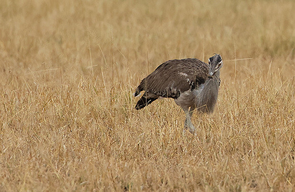 Kori bustard - Shompole