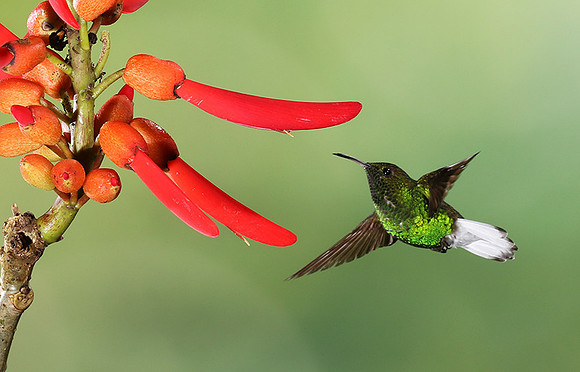 Coppery-headed emerald