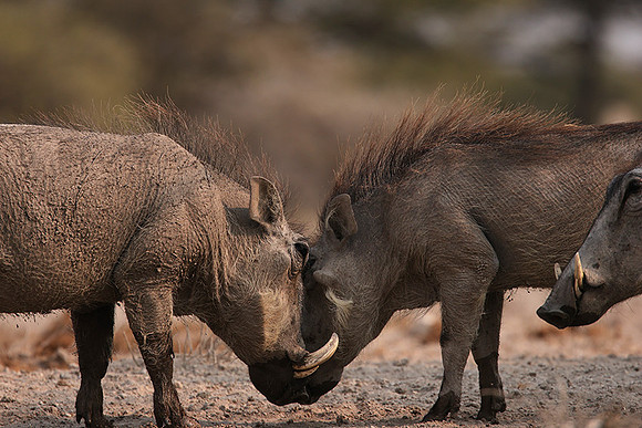 Ongava Private Reserve