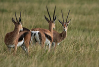 Borana