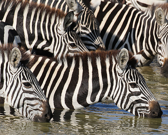 Serengeti - Grumeti Private Reserve