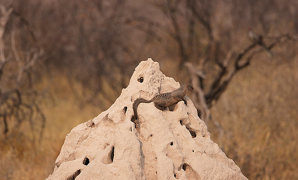 Banded mongoose - Onguma Private Reserve