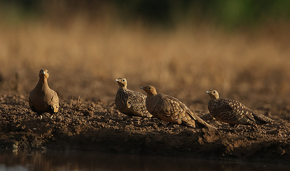 Chestnut-bellied sandgrouse - Shompole