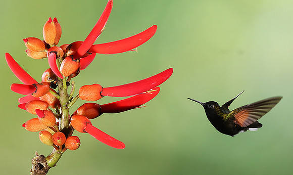 Black-bellied hummingbird
